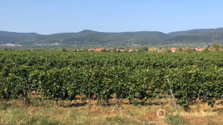Pfalz Weinanbaugebiet